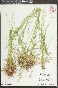 Sphenopholis nitida image