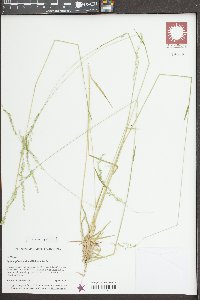 Sphenopholis nitida image