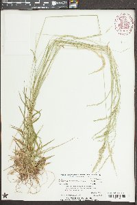 Sphenopholis nitida image