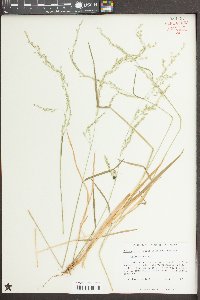 Sphenopholis nitida image