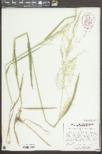 Sphenopholis pensylvanica image