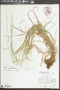 Sphenopholis pensylvanica image