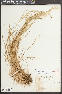 Sphenopholis pensylvanica image