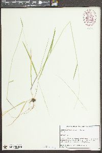 Sphenopholis pensylvanica image