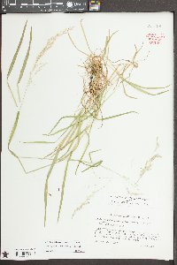 Sphenopholis pensylvanica image