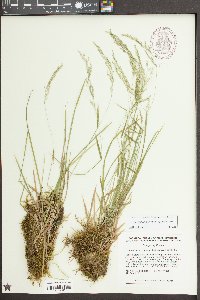 Sphenopholis pensylvanica image