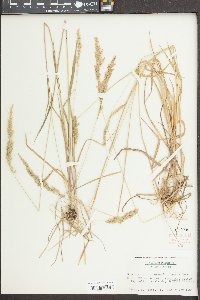 Sphenopholis intermedia image