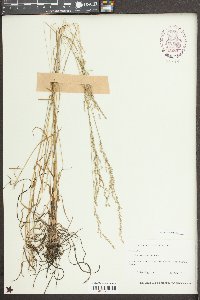 Sphenopholis nitida image
