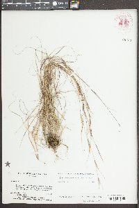 Sporobolus clandestinus image