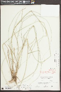 Sporobolus clandestinus image