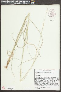 Sporobolus clandestinus image