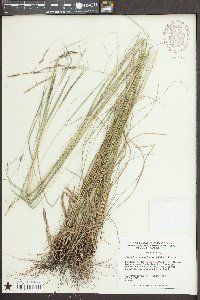 Sporobolus clandestinus image