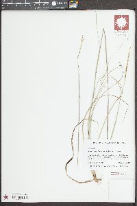 Sporobolus clandestinus image