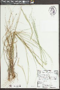 Sporobolus clandestinus image