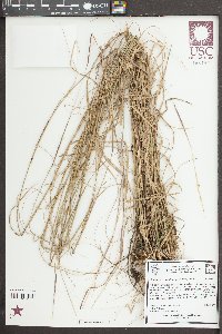 Sporobolus clandestinus image