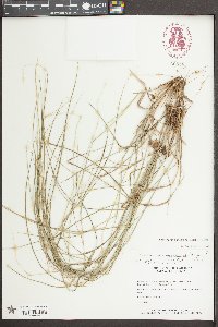 Sporobolus clandestinus image
