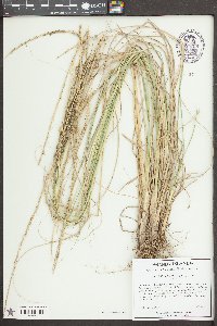 Sporobolus indicus image