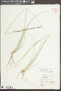 Sporobolus indicus image