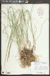 Sporobolus indicus image