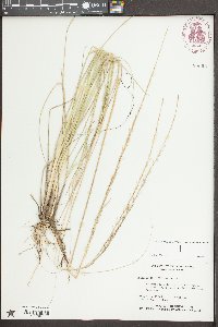 Sporobolus indicus image