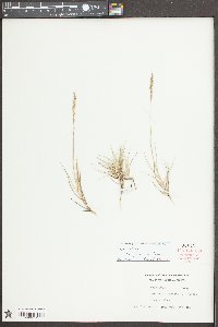 Sporobolus virginicus image