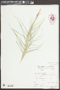 Sporobolus virginicus image