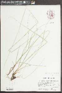 Sporobolus clandestinus image