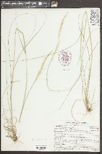 Sporobolus clandestinus image