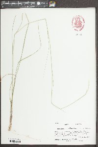 Sporobolus clandestinus image