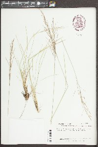Sporobolus curtissii image
