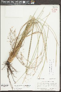 Sporobolus floridanus image