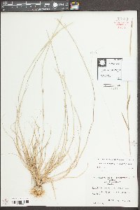 Sporobolus vaginiflorus image