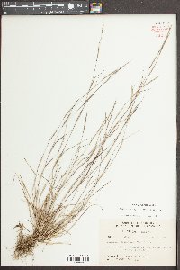 Sporobolus vaginiflorus image