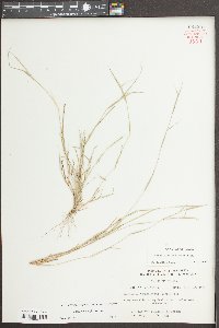 Sporobolus vaginiflorus image