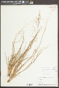 Sporobolus pyramidalis image