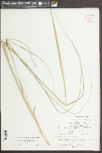 Sporobolus compositus image