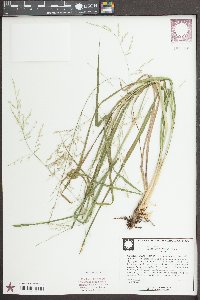Steinchisma hians image