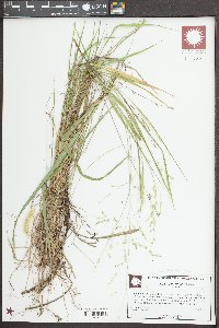 Steinchisma hians image