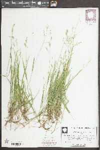 Steinchisma hians image