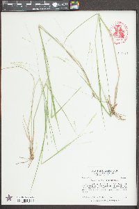 Steinchisma hians image
