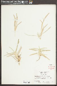 Stenotaphrum secundatum image