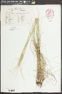 Stipa capillata image