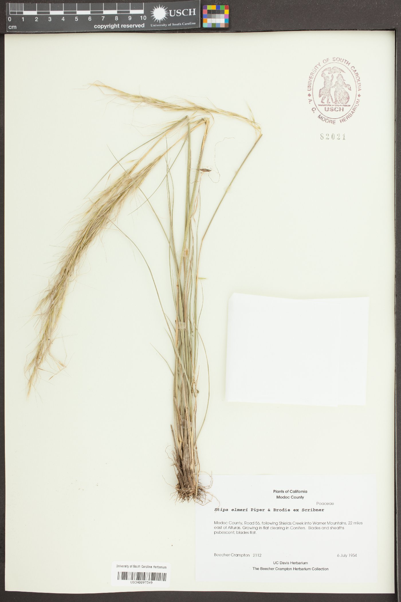 Stipa elmeri image