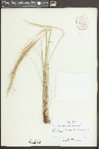 Media resource of Stipa elmeri