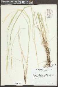 Hesperostipa spartea image