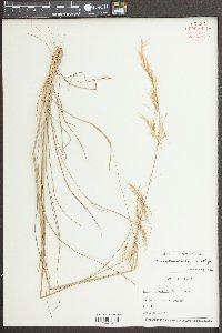 Nassella leucotricha image