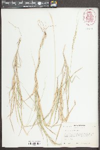 Digitaria californica image