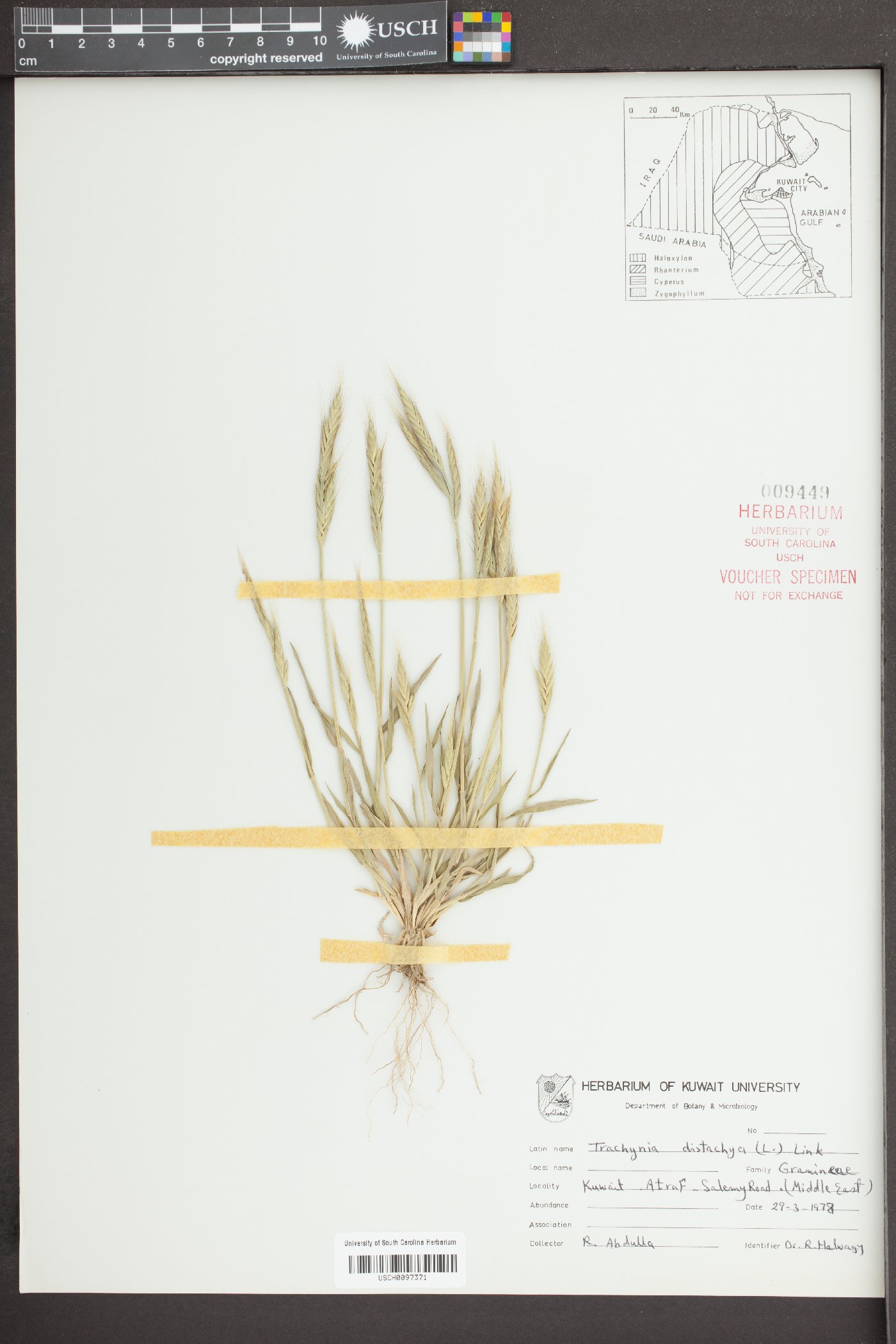 Brachypodium distachyon image