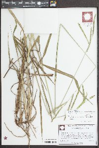 Paspalum dilatatum image