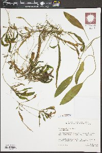 Potamogeton illinoensis image